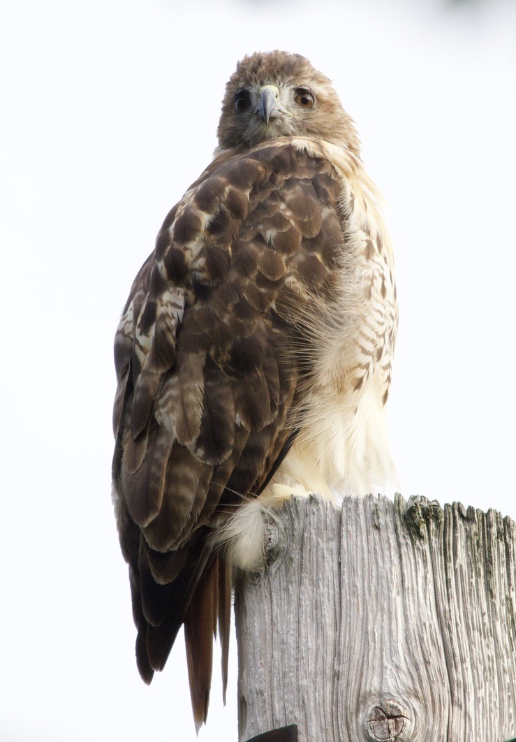 Red-tailed Hawk - ML623944870