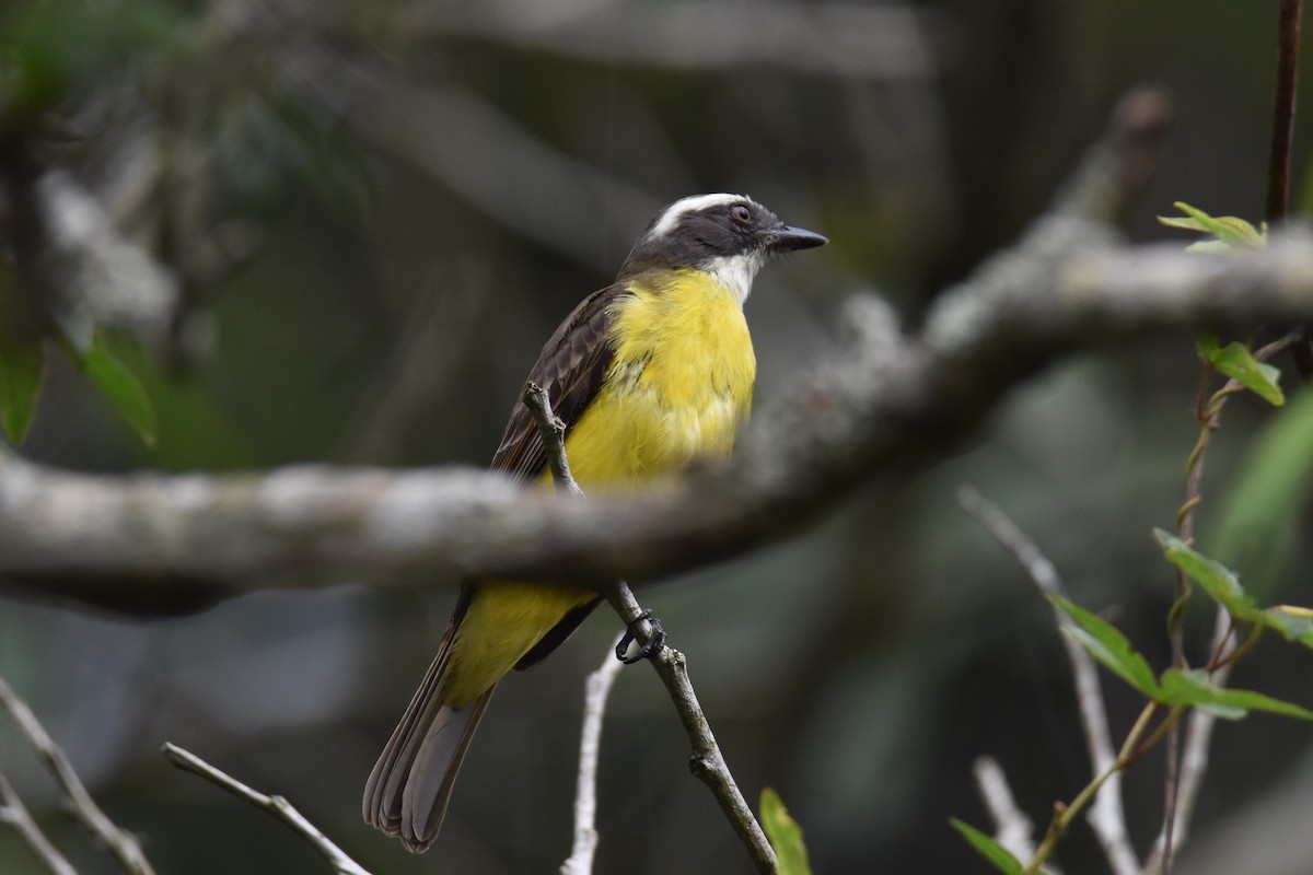 Social Flycatcher - ML623944872