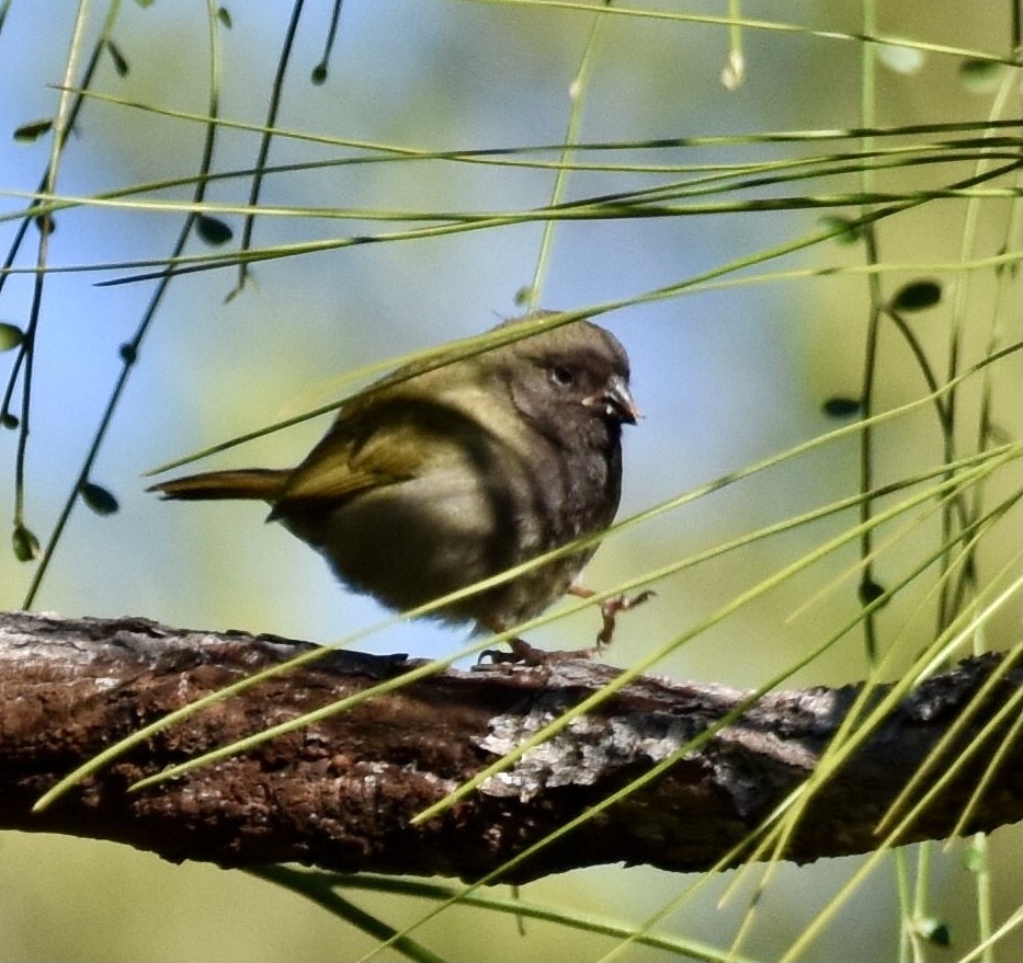 Black-faced Grassquit - ML623944879