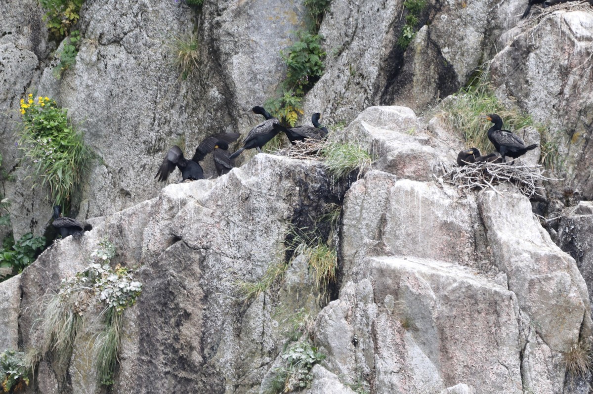 Double-crested Cormorant - ML623944880