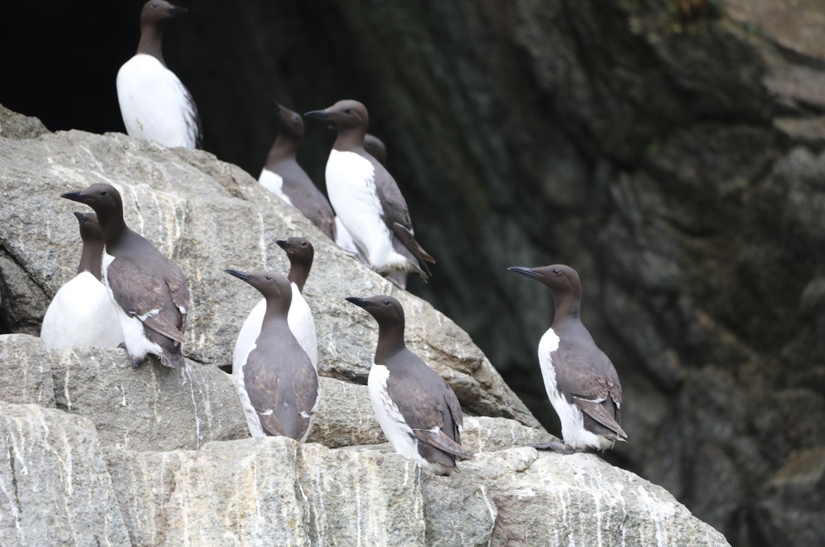 Common Murre - ML623944888