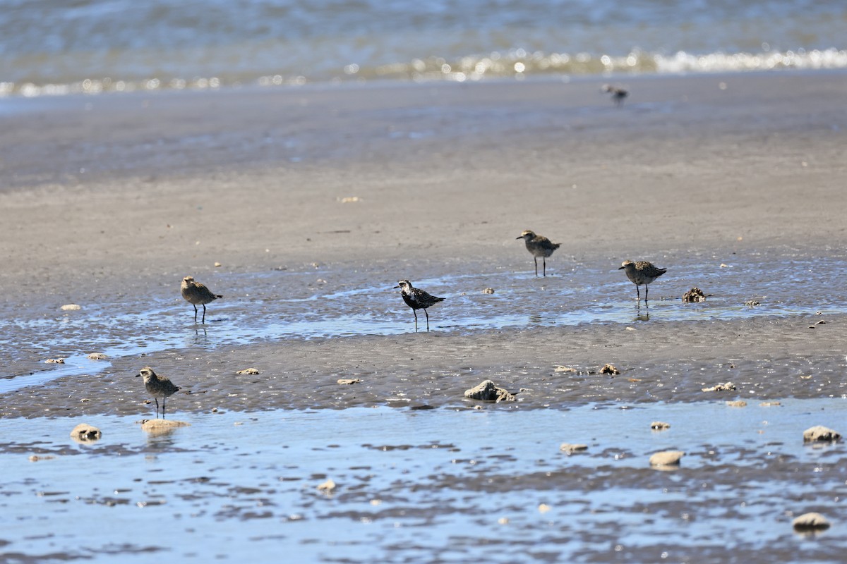 Pacific Golden-Plover - ML623944900