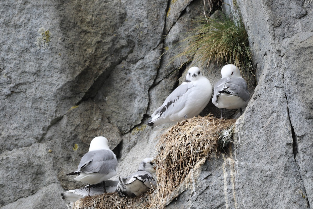 Black-legged Kittiwake - ML623944903