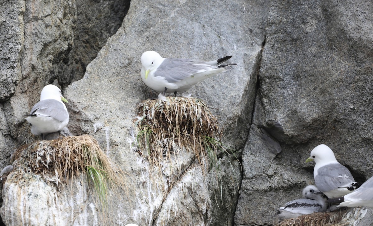 Black-legged Kittiwake - ML623944905