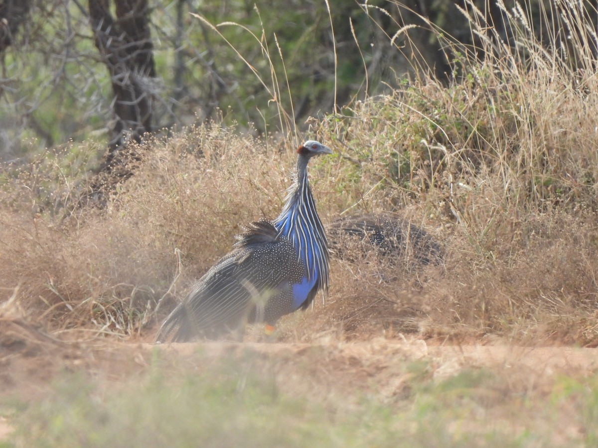 Vulturine Guineafowl - Adrián Colino Barea