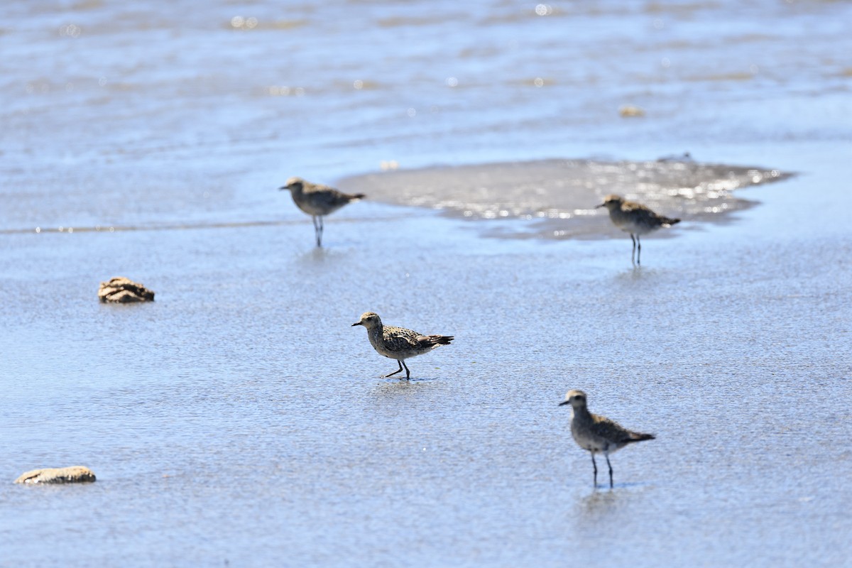 Pacific Golden-Plover - ML623944908