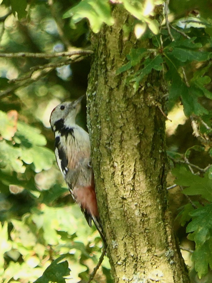 Middle Spotted Woodpecker - Hein Prinsen