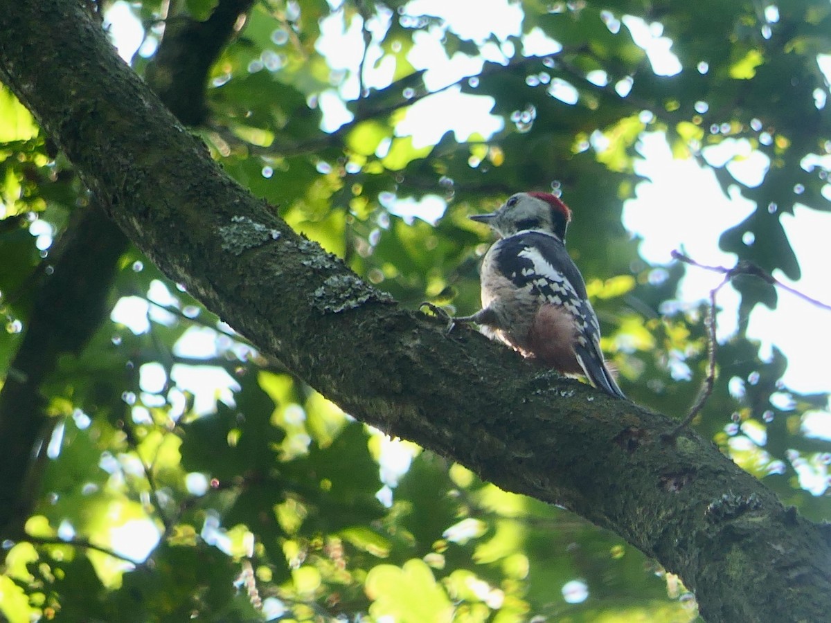 Middle Spotted Woodpecker - ML623944921