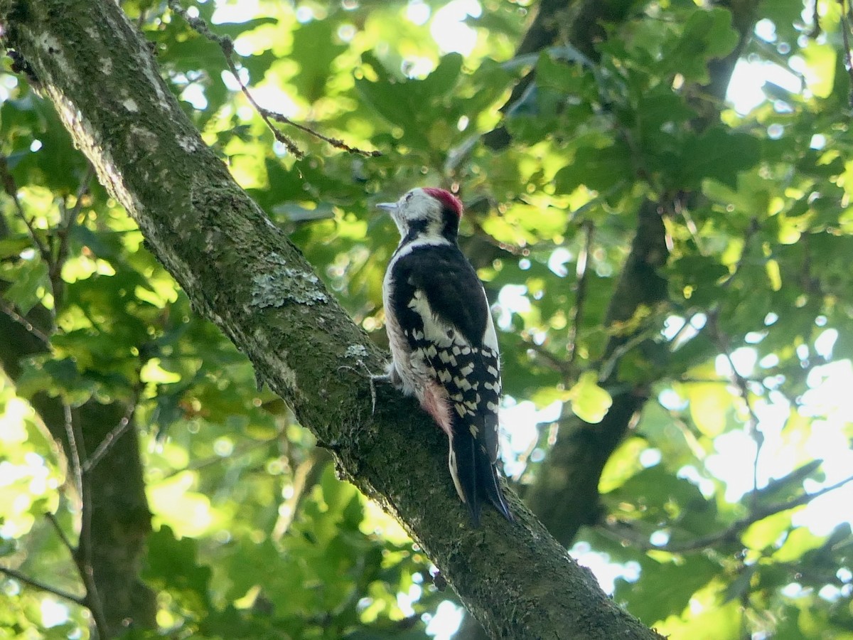 Middle Spotted Woodpecker - ML623944922