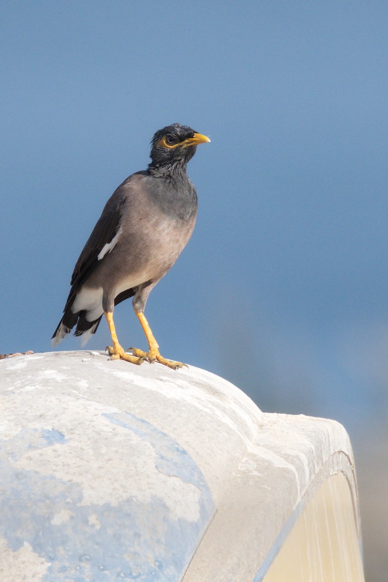 Common Myna - ML623944924