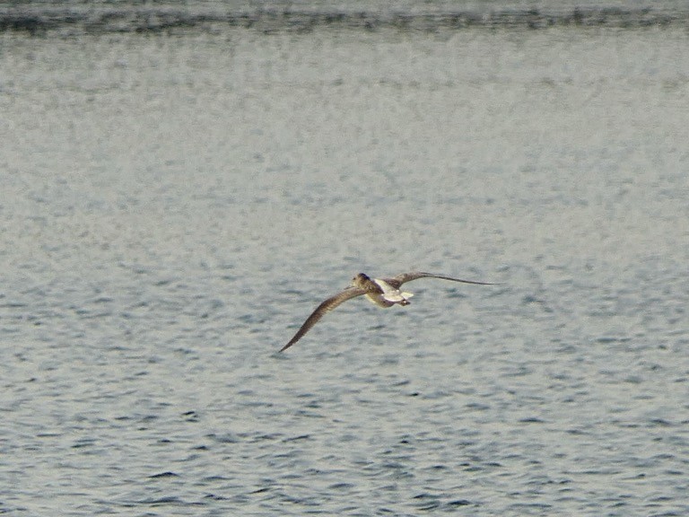 Common Greenshank - ML623944938