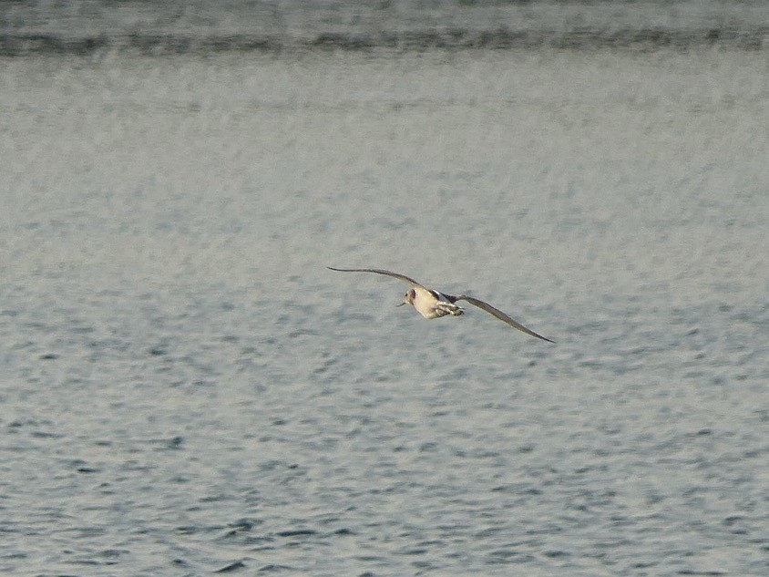 Common Greenshank - ML623944939