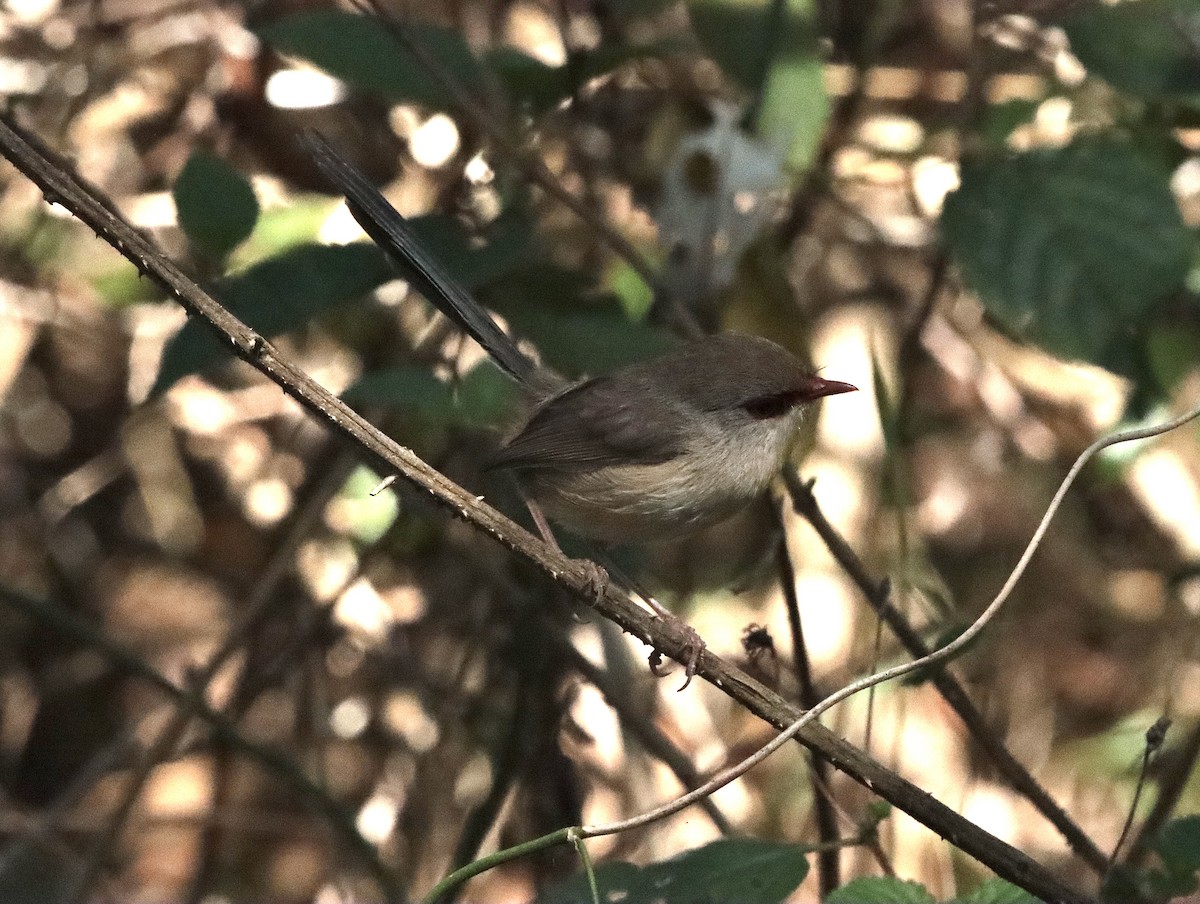 Variegated Fairywren - ML623944967