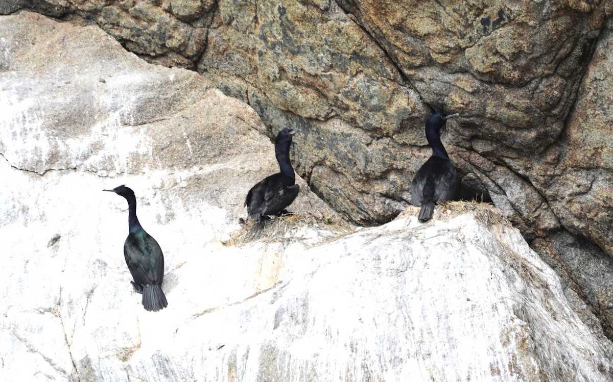 Pelagic Cormorant - ML623944975