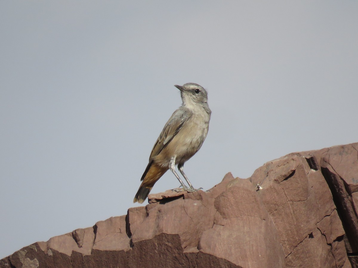 Persian Wheatear - Houman Doroudi