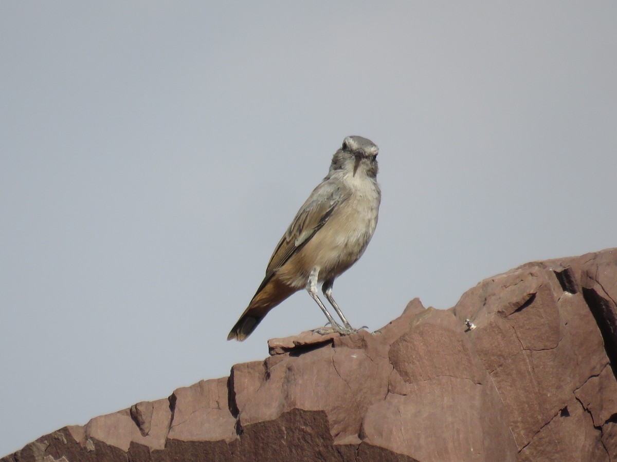 Persian Wheatear - ML623944982