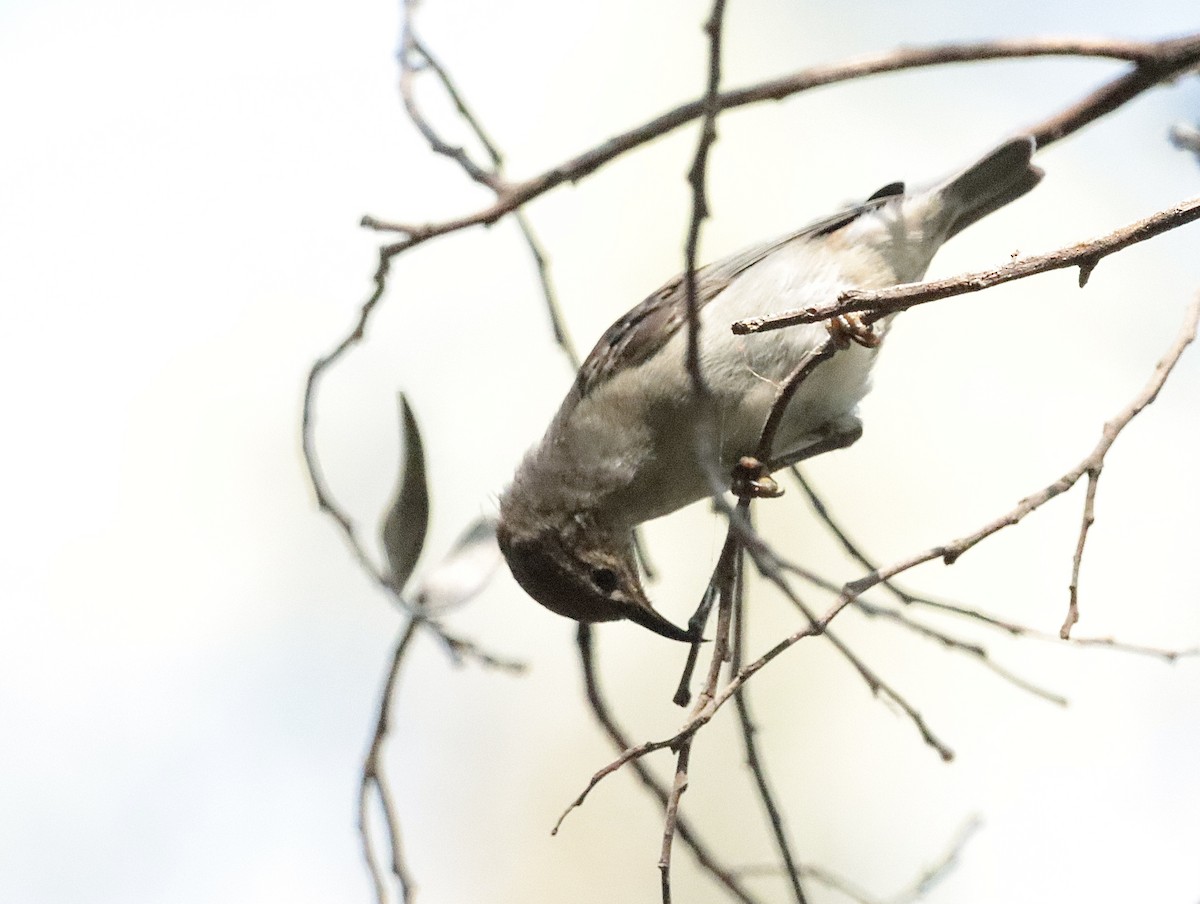 Yellow-faced Honeyeater - ML623944985