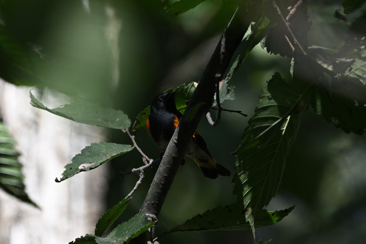 American Redstart - ML623944987