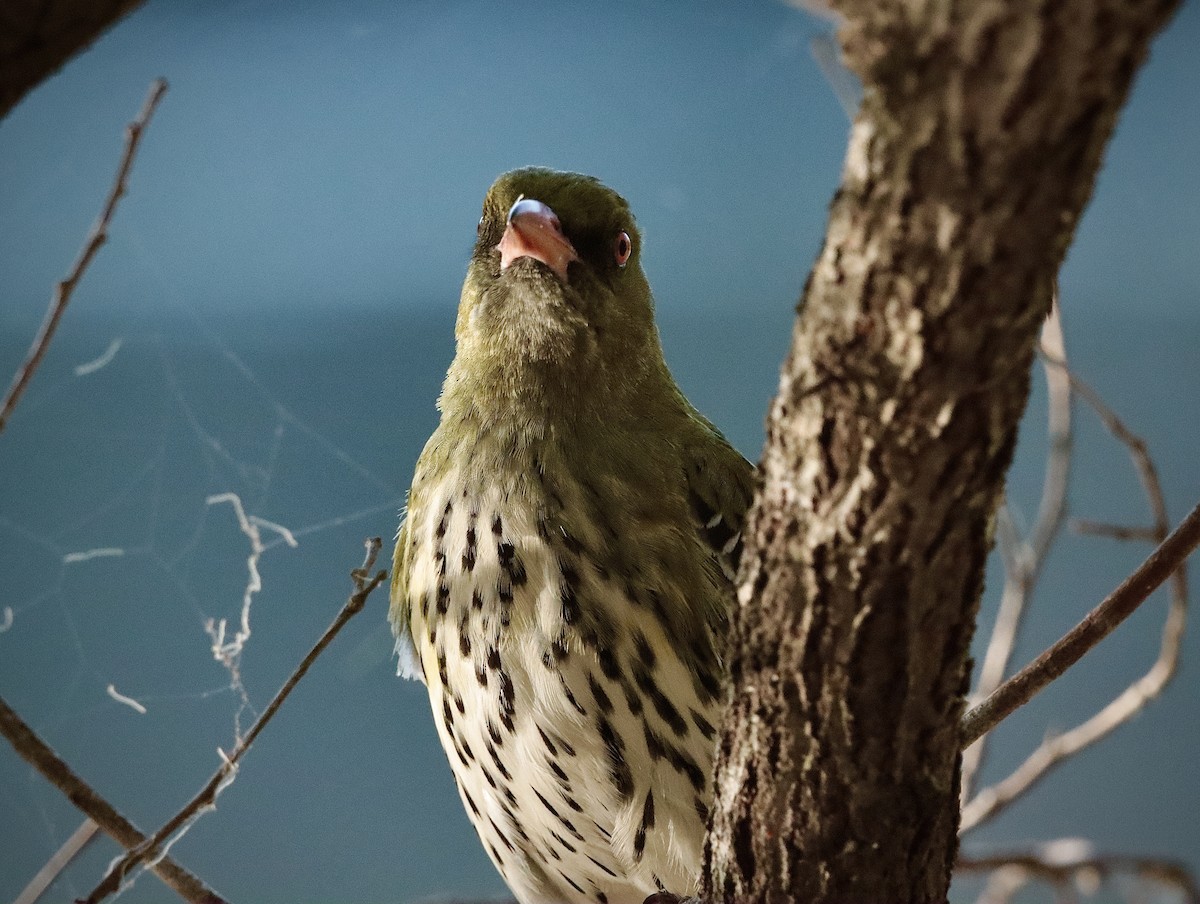 Olive-backed Oriole - B C