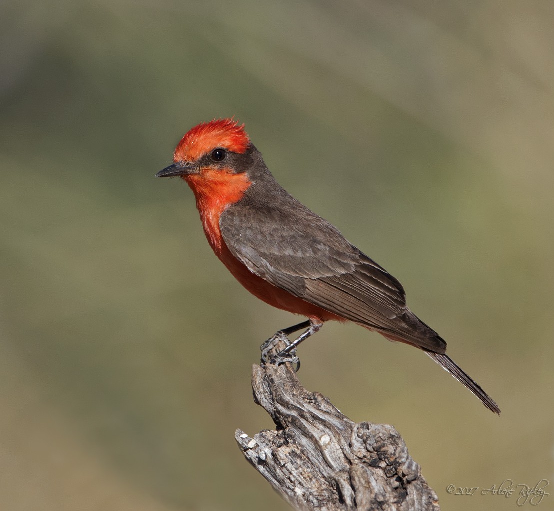 Vermilion Flycatcher - ML62394501