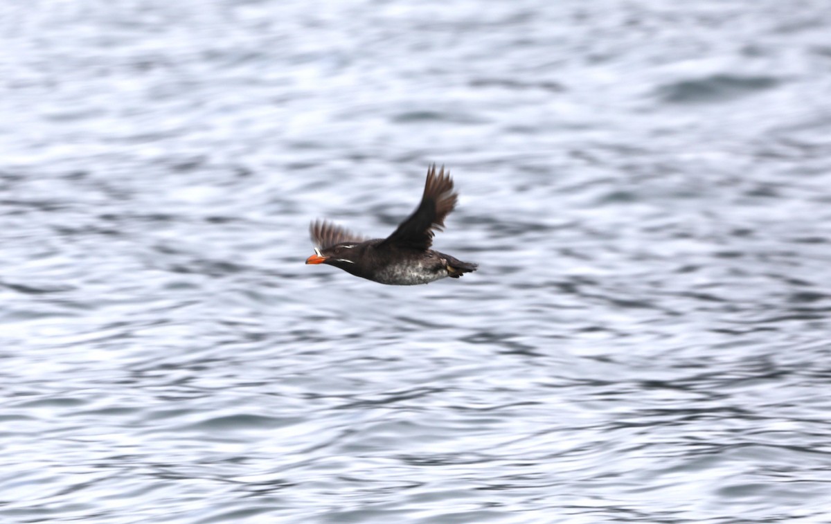 Rhinoceros Auklet - ML623945010