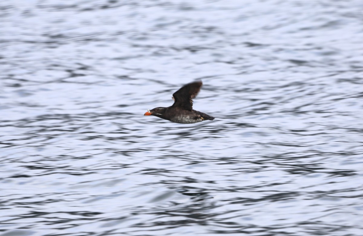 Rhinoceros Auklet - ML623945011