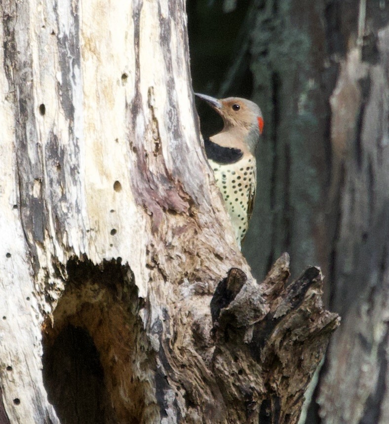 Northern Flicker - ML623945012