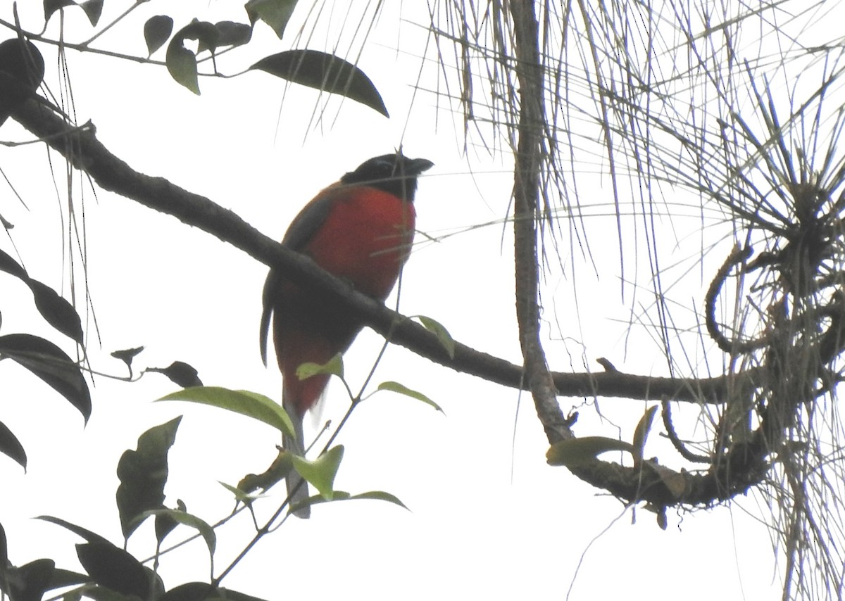 Scarlet-rumped Trogon - YM Liew