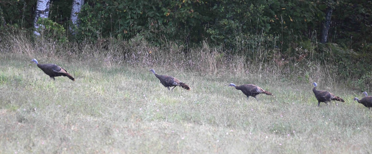 Wild Turkey - ML623945022