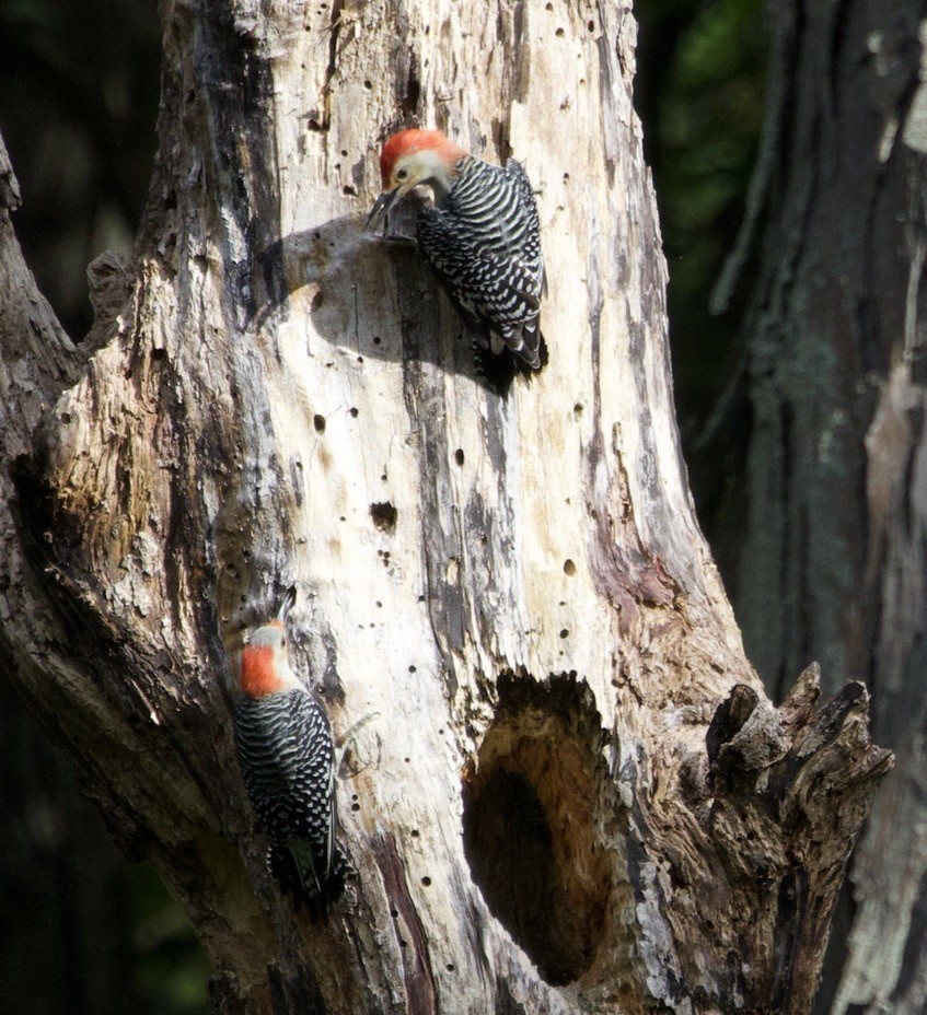 Red-bellied Woodpecker - ML623945038