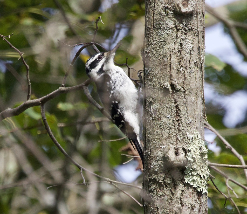 Downy Woodpecker - ML623945041