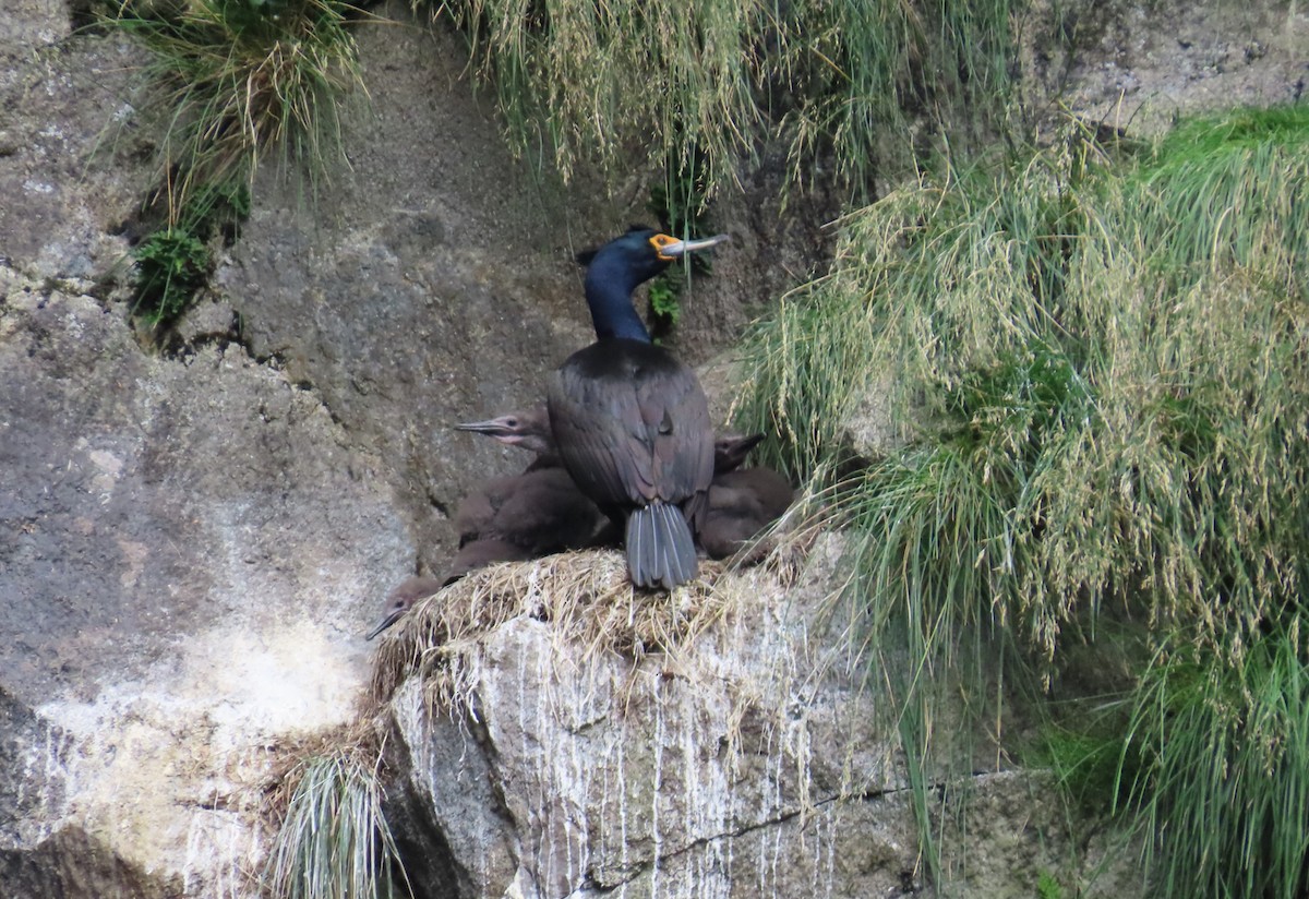 Red-faced Cormorant - ML623945046