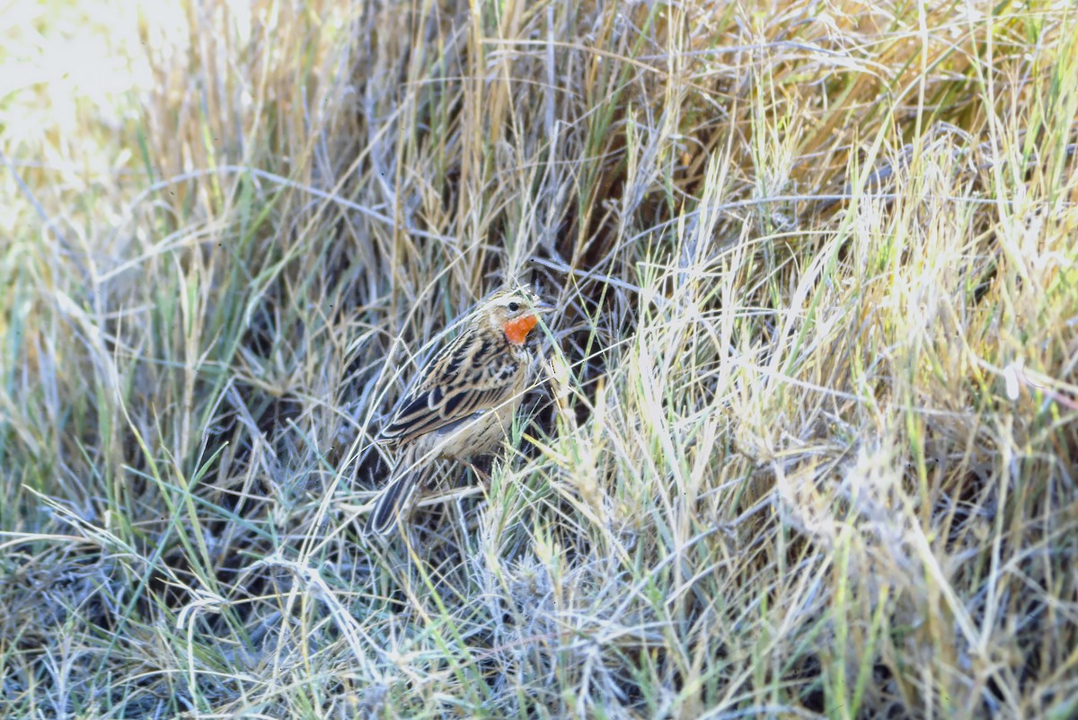 Rosy-throated Longclaw - ML623945049