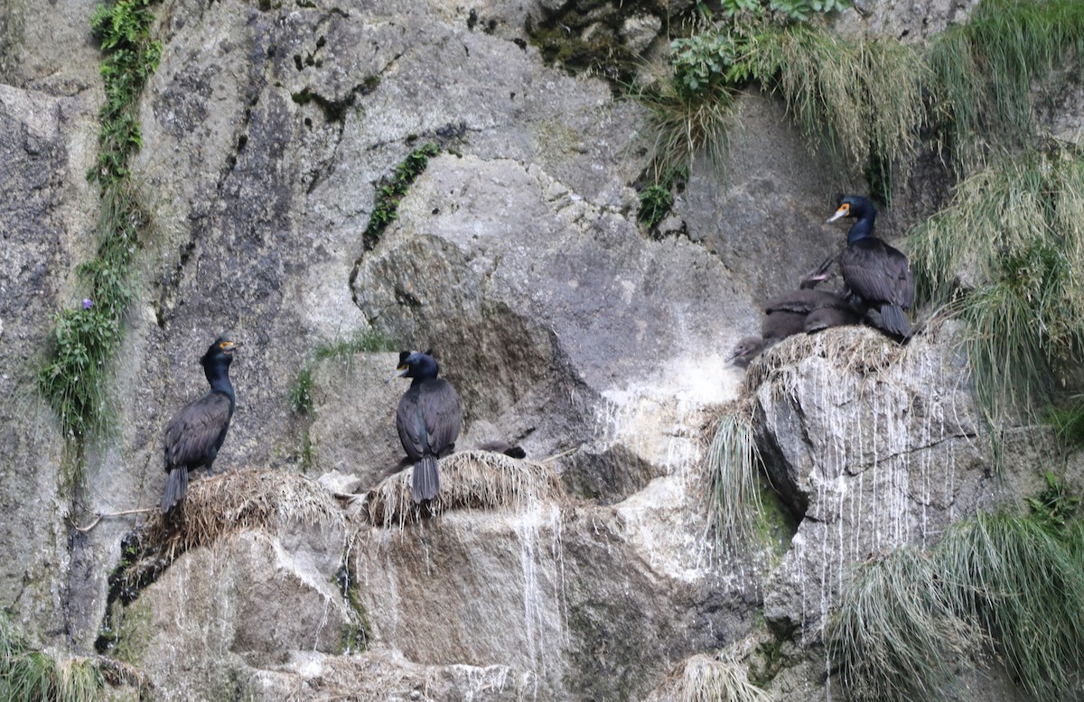 Red-faced Cormorant - ML623945055