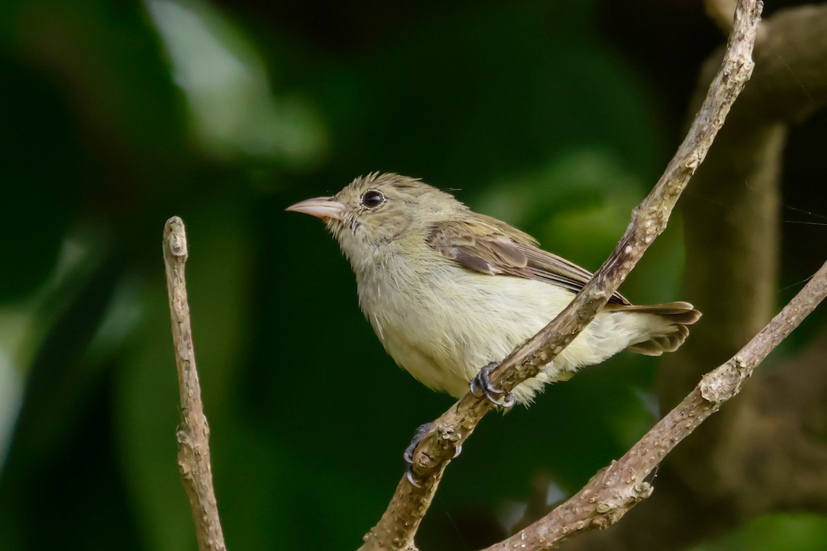 Pale-billed Flowerpecker - ML623945060