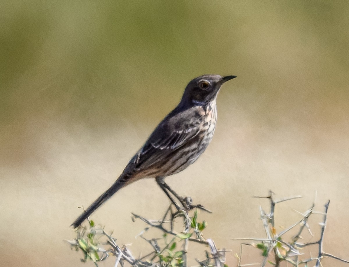 Sage Thrasher - ML623945061