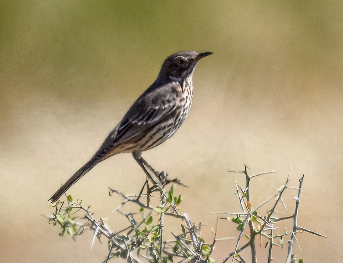 Sage Thrasher - ML623945062