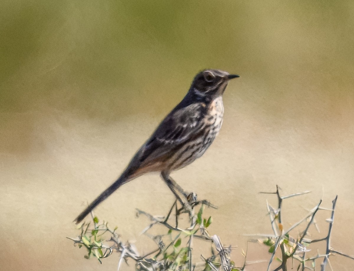 Sage Thrasher - Cecilia Riley