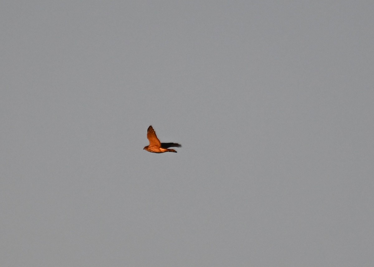 Cooper's Hawk/American Goshawk - ML623945077