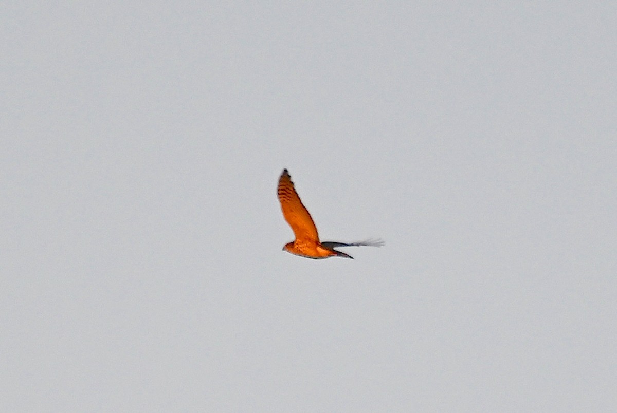 Cooper's Hawk/American Goshawk - ML623945078
