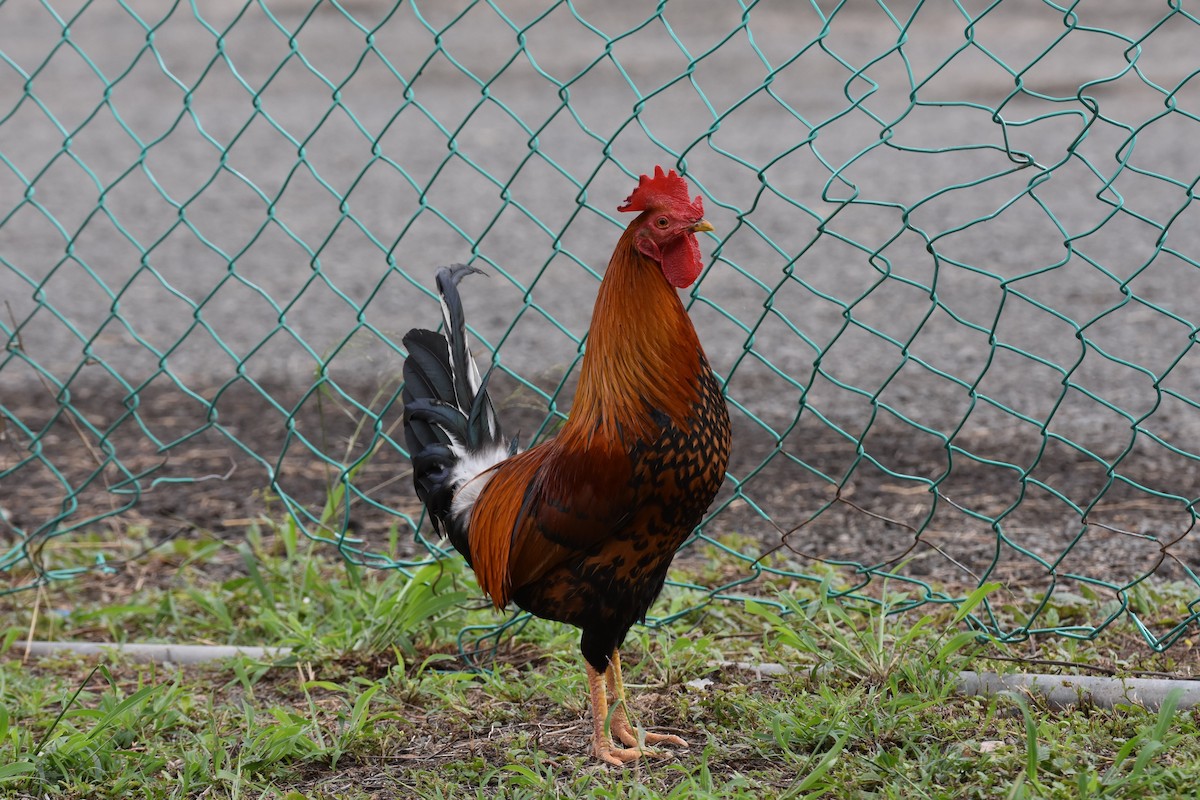 Red Junglefowl (Domestic type) - ML623945085