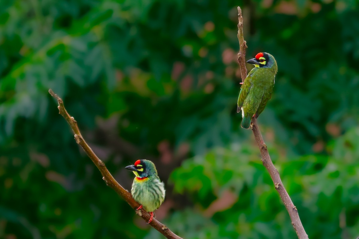 Coppersmith Barbet - ML623945087