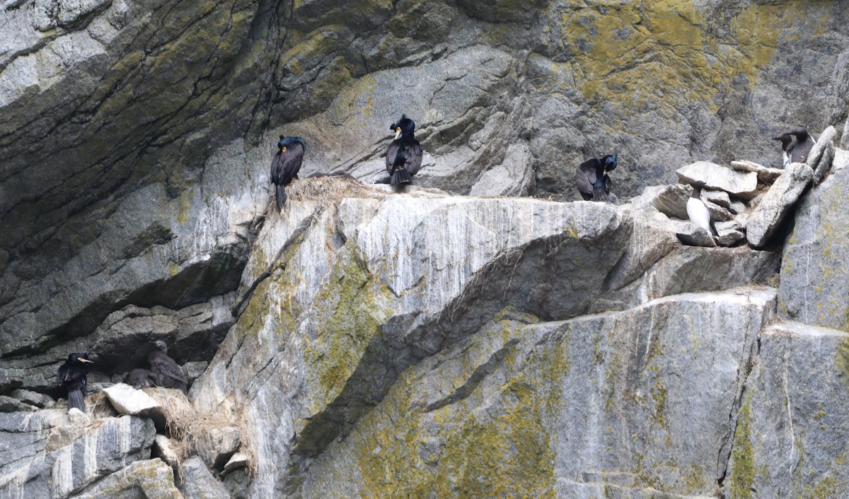 Red-faced Cormorant - ML623945088