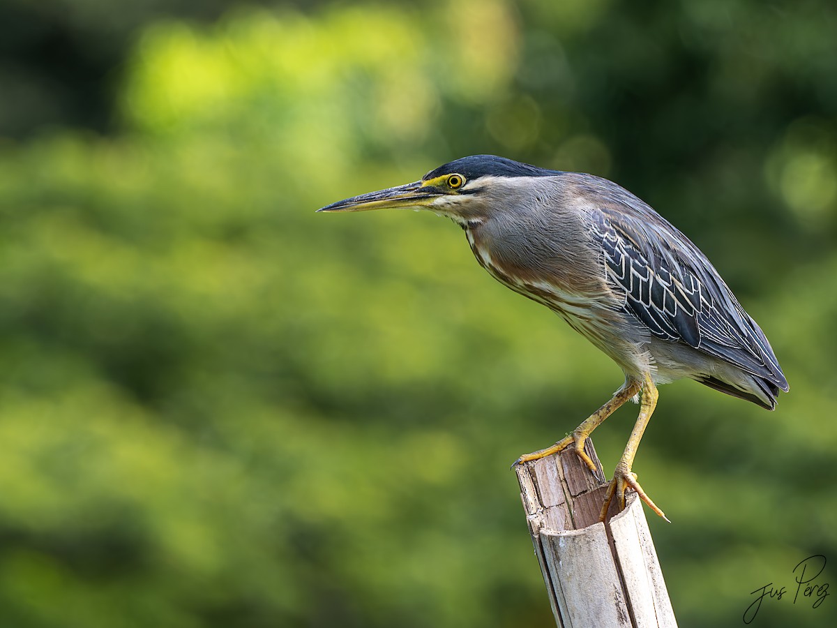 Striated Heron (South American) - ML623945094