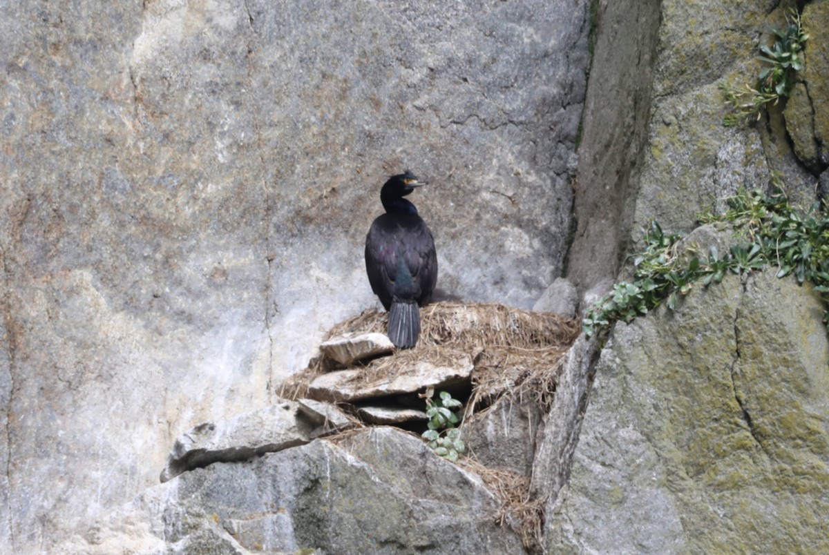 Red-faced Cormorant - "Chia" Cory Chiappone ⚡️