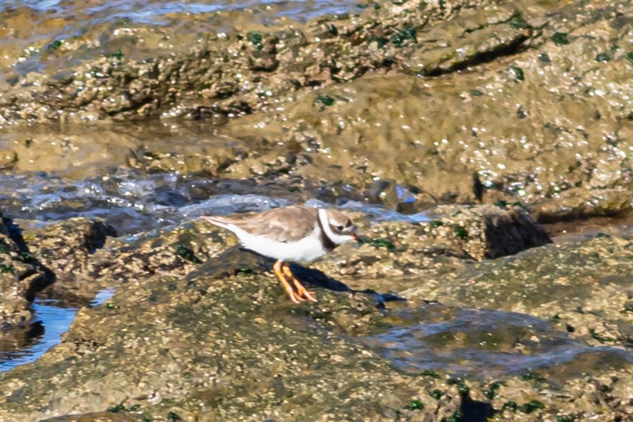 Common Ringed Plover - ML623945108