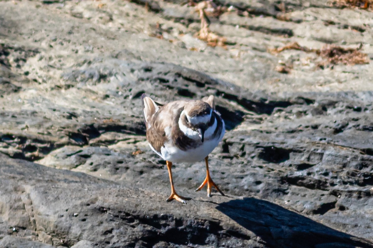 Common Ringed Plover - ML623945109