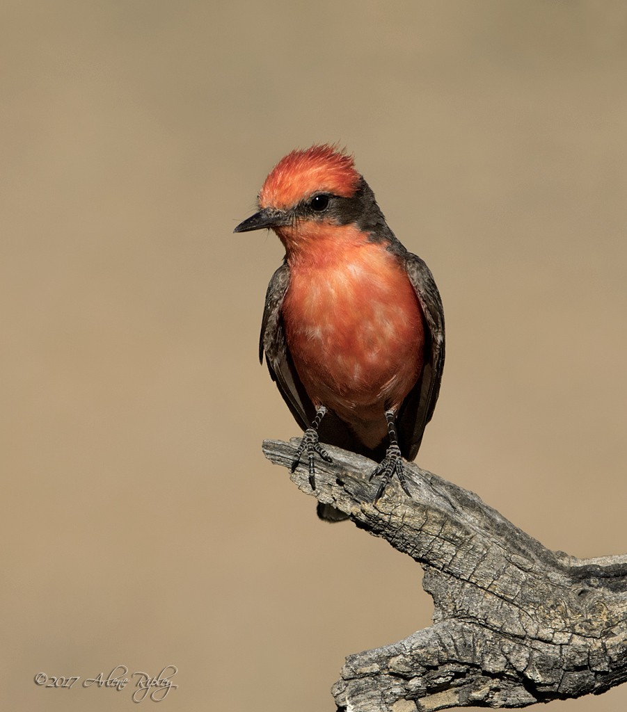 Vermilion Flycatcher - ML62394511