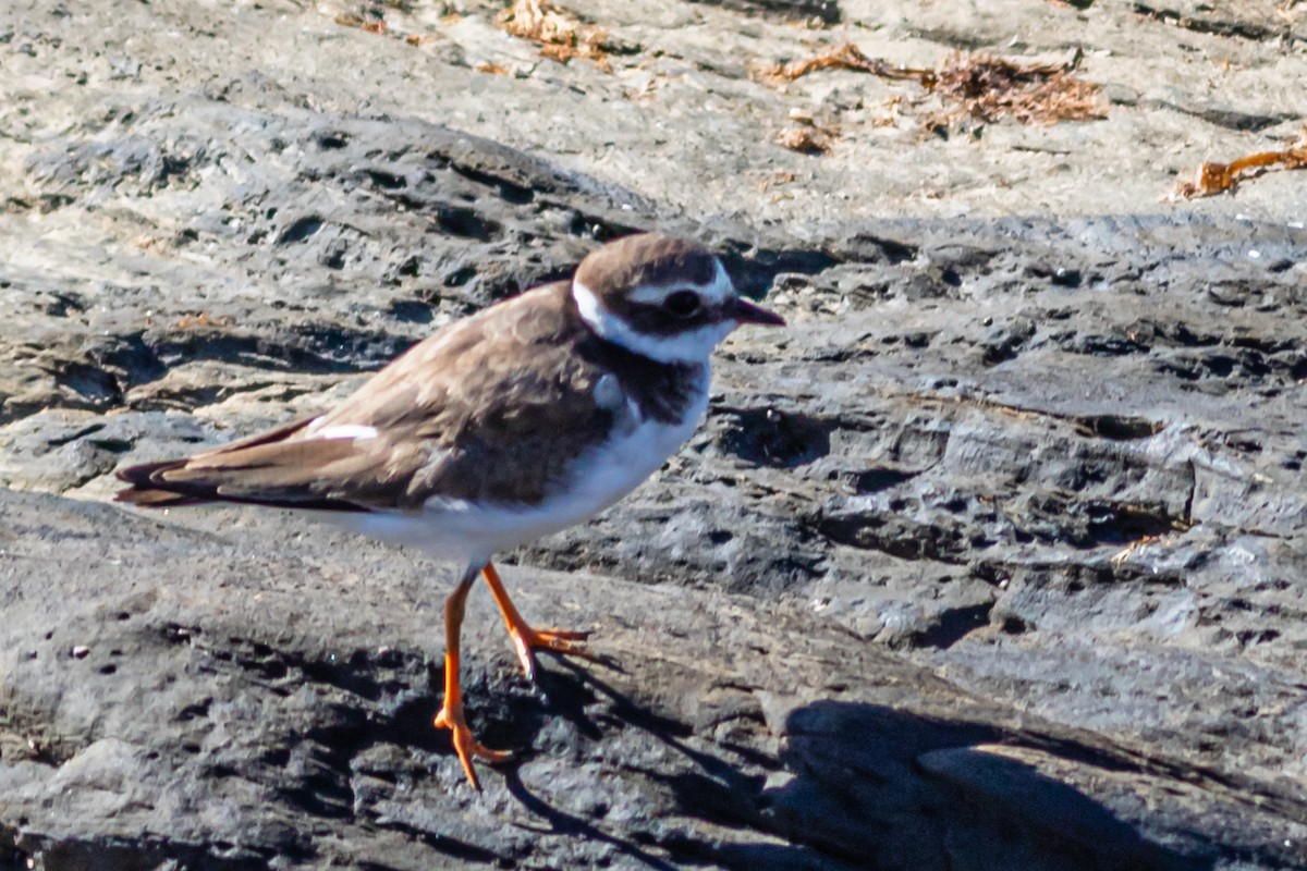 Common Ringed Plover - ML623945110