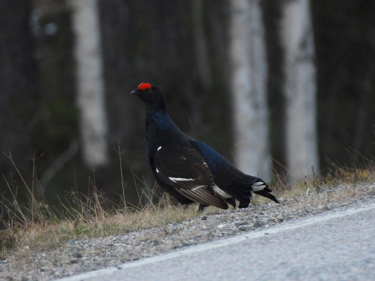 Black Grouse - Adrián Colino Barea